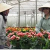 Le Vietnam, l’un des premiers exportateurs de fleurs d’Asie, selon Nikkei 