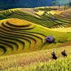 Semaine culturelle et touristique des rizières en terrasses de Mù Cang Chai 