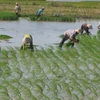 La riziculture à faibles émissions de CO2, l’une des priorités du Vietnam