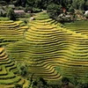 Ouverture de la Semaine culturelle et touristique des rizières en terrasses de Hoàng Su Phi 