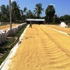 Plus de 45 millions de tonnes de riz produits en 2015