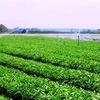Vingroup : le premier lot de légumes bio mis en vente