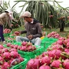 Fruits et légumes: 2 milliards de dollars d’exportation en 2015 