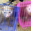 Animaux sauvages : sauvetage de quatre animaux sauvages à Tay Ninh