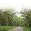 Parc national de Cuc Phuong, la biodiversité grandeur nature