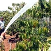 Plus de 4.000 milliards de dôngs pour le développement durable du café à Lâm Dông