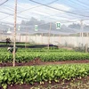 Dong Nai: une ferme de légumes aux normes de l'agriculture bio européennes et américaines