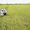 Ha Nam: production expérimentale du riz Japonica