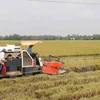 Bond des exportations nationales de riz en novembre