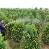 Cultivateur de kumquats et pêchers, un métier anxiogène