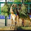 Inauguration du Parc Vinpearl Safari Phu Quoc