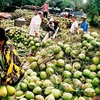 Produits à base de noix de coco : 30% des exportations de Bên Tre