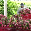 Bond des exportations nationales de fruits et légumes en 2015