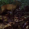 Une espèce de grand muntjac découverte dans la réserve Pù Hu