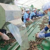 Exportation de noix de cajou : le Vietnam conserve son trône sur le marché mondial