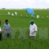 Application de 46 normes internationales sur la production durable du riz au Vietnam