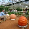 Les citrouilles géantes de Dà Lat attirent les curieux