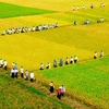An Giang entend accélérer ses exportations de riz