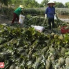 Polyculture sur les terres alunées