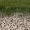 Thaïlande : la sécheresse pourrait coûter 0,8 % du PIB national 