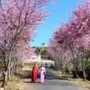 Hanoi va fêter les cerisiers en fleurs
