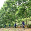 JICA aide la région du Tay Bac dans la gestion durable des ressources naturelles