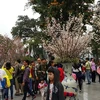 Hô Chi Minh-Ville va fêter les cerisiers en fleurs