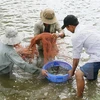 La Chine parmi les 10 premiers marchés pour les crevettes vietnamiennes