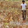 Aide japonaise pour la culture durable du manioc au Vietnam