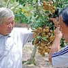 Dông Thap: Une fruiticulture fructueuse