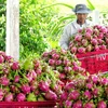 Accélérer l’exportation de fruits et légumes vers le marché américain