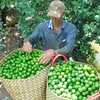 Exportation de citrons en République de Corée