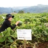 Coopération vietnamo-australienne dans l’agriculture high-tech à Kon Tum