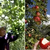 Comparaison entre la récolte des fruits au Vietnam et celle dans le monde