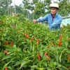 Piment : un projet sud-coréen de 2,1 millions de dollars à Ninh Thuân