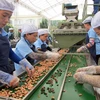Commerce équitable : d’énormes opportunités pour les produits agricoles vietnamiens en UE