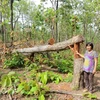 Près de 400 millions de dollars pour la restauration et le développement des forêts du Tay Nguyen