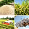 Le Vietnam exporte 2,65 millions de tonnes de riz au 1er semestre de 2016