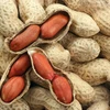 Le Vietnam suspend les importations d'arachide du Sénégal