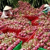 Exportations de plus de 100 tonnes de fruits de dragon en Thaïlande