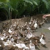 Le delta du Mékong opte pour l’élevage des canards maritimes
