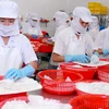 Le Vietnam, quatrième fournisseur de céphalopodes du Japon