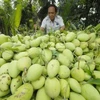 Un grand volume de mangue vietnamienne expédié en Australie