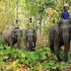 Bientôt la Semaine de la conservation des éléphants à Quang Nam