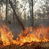 L'Indonésie en alerte contre les fumées d'incendies
