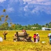 La République de Corée aide Can Tho dans la mécanisation agricole