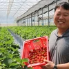 Des fraises coréennes cultivées au Vietnam