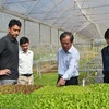 Le Japon investit dans un projet de culture de légumes bio à Binh Dinh 
