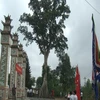 Deux arbres centenaires de la province de Thua Thien-Hue reconnus arbres patrimoniaux