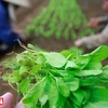 Les légumes bio de Hoa Viên